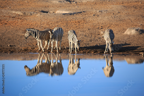 Zebras