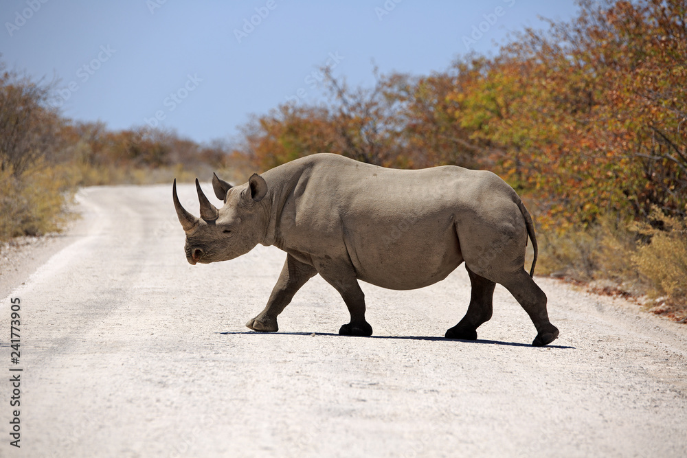 Fototapeta premium Spitzmaulnashorn