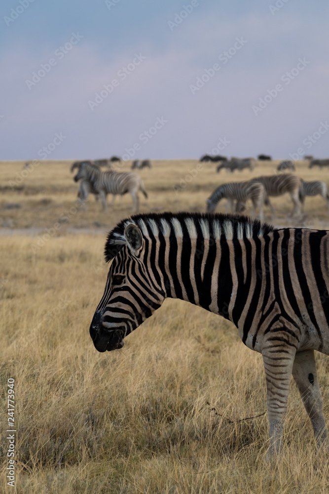 Plains Zebra