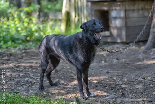 black dog half-breed of husky photo