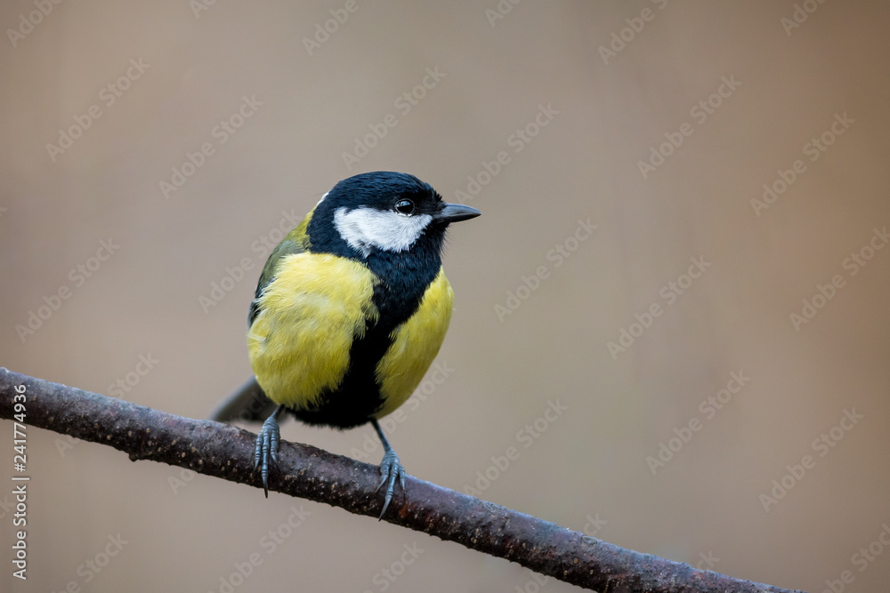 mésange charbonnière