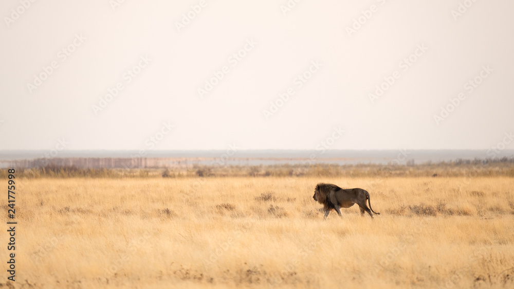 Walking Lion