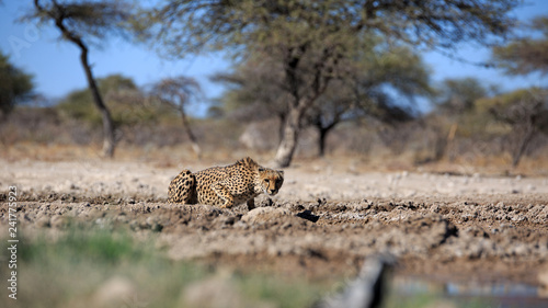 Canvas Print Gepard