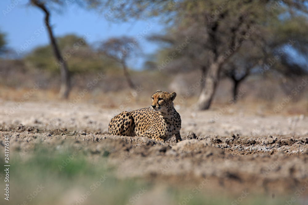 Fototapeta premium Gepard