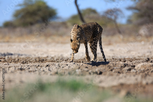 Canvas Print Gepard