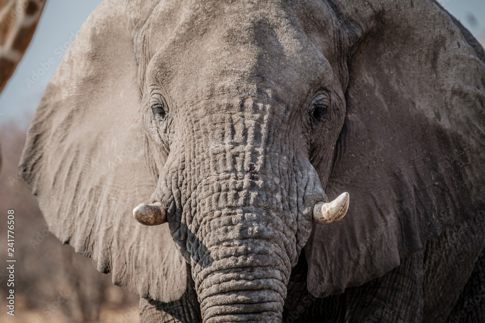 Elephant Portrait Elephant Portrait