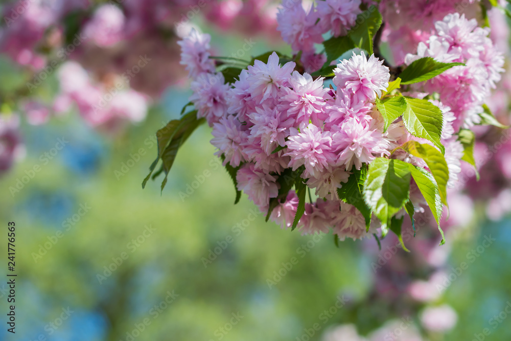 Fototapeta premium Spring beautiful pink cherry sakura tree blossom