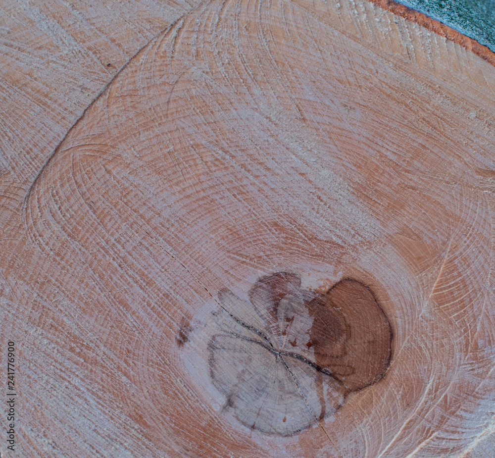 Naklejka premium Unwetter und Sturm in Hamburg Bäume umgestürzt mit Absperrband Feuerwehr Sperrzone