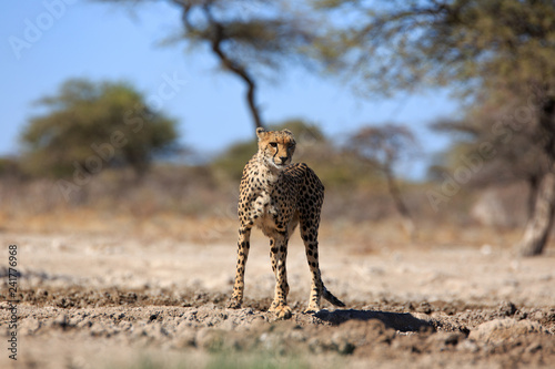 Canvas Print Gepard
