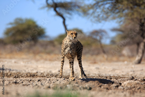 Photography Gepard