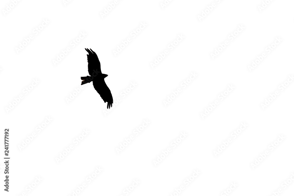 Fototapeta premium Lonely eagle fly in the sky 