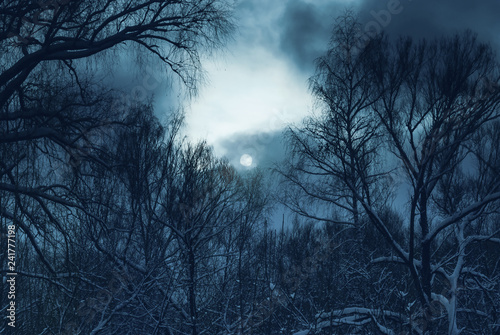 Dramatic scenery in winter forest under cloudy sky