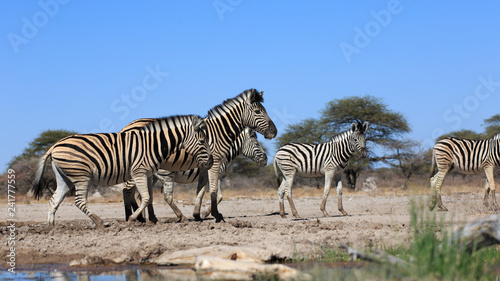 Zebraherde