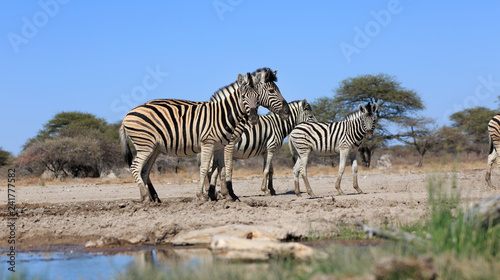 Zebraherde