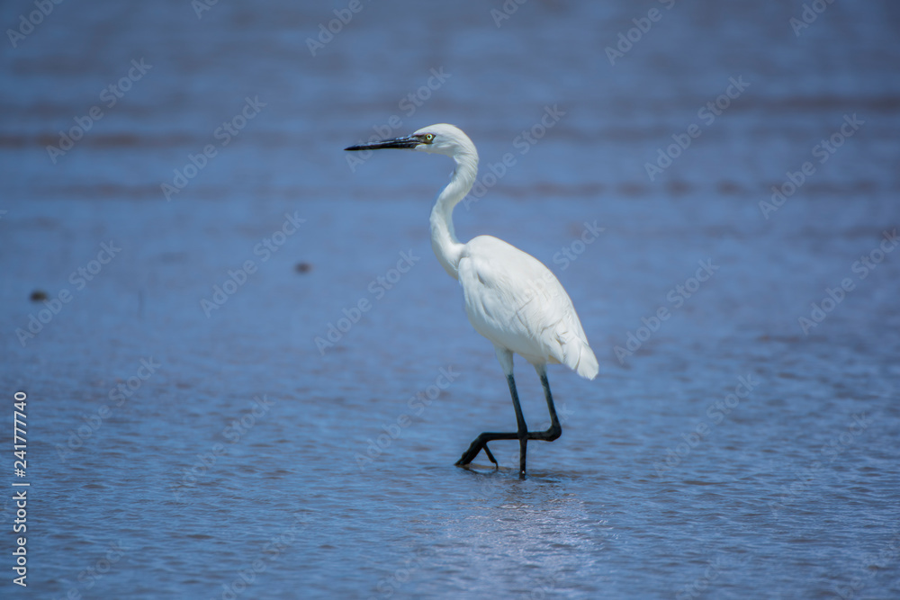 Snowy Egret Snowy Egret