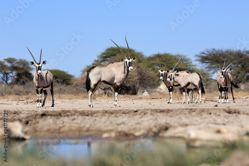 Oryxantilopen © Andreas Edelmann