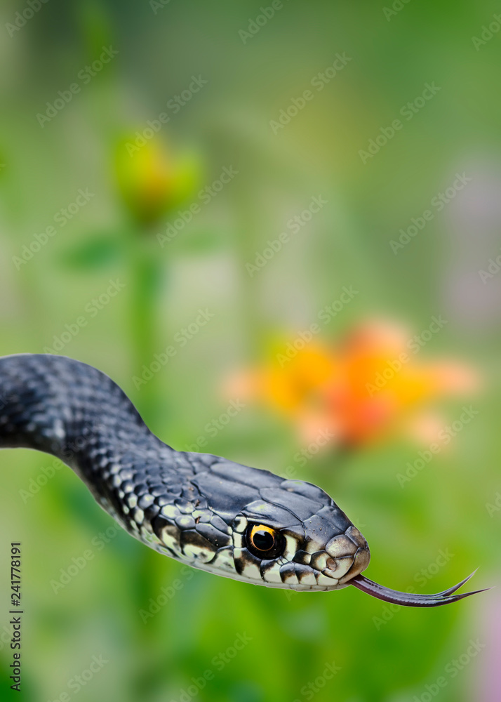 Close up of a snake in nature wild life. Full colors flowers underground. Reptile. Close up of a snake in nature wild life. Full colors flowers underground. Reptile.