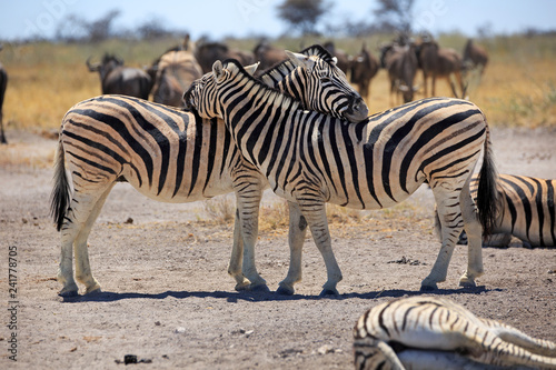 Zebraherde