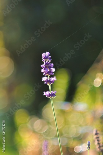 Lavendel