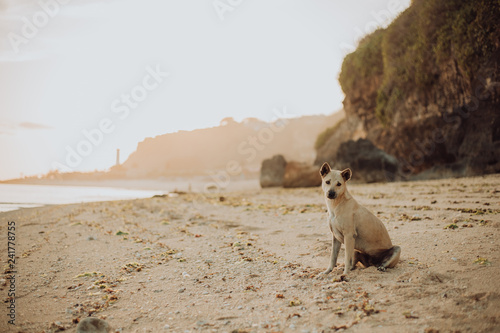 thai ridgeback sit on a beach. rock and ocean  sea background