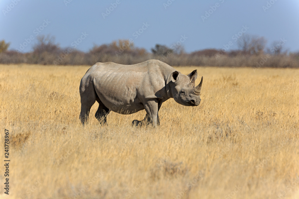 Fototapeta premium Spitzmaulnashorn