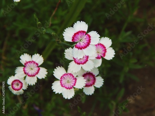 FlowerPower