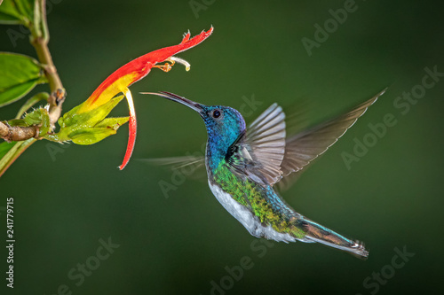 White-necked jacobin hummingbird in flight