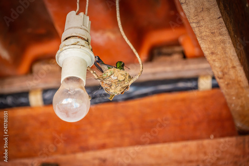 Female sombre hummingbird (Aphantochroa cirrochloris) AKA Beija-Flor Cinza in a nest built on light wire in Brazil photo