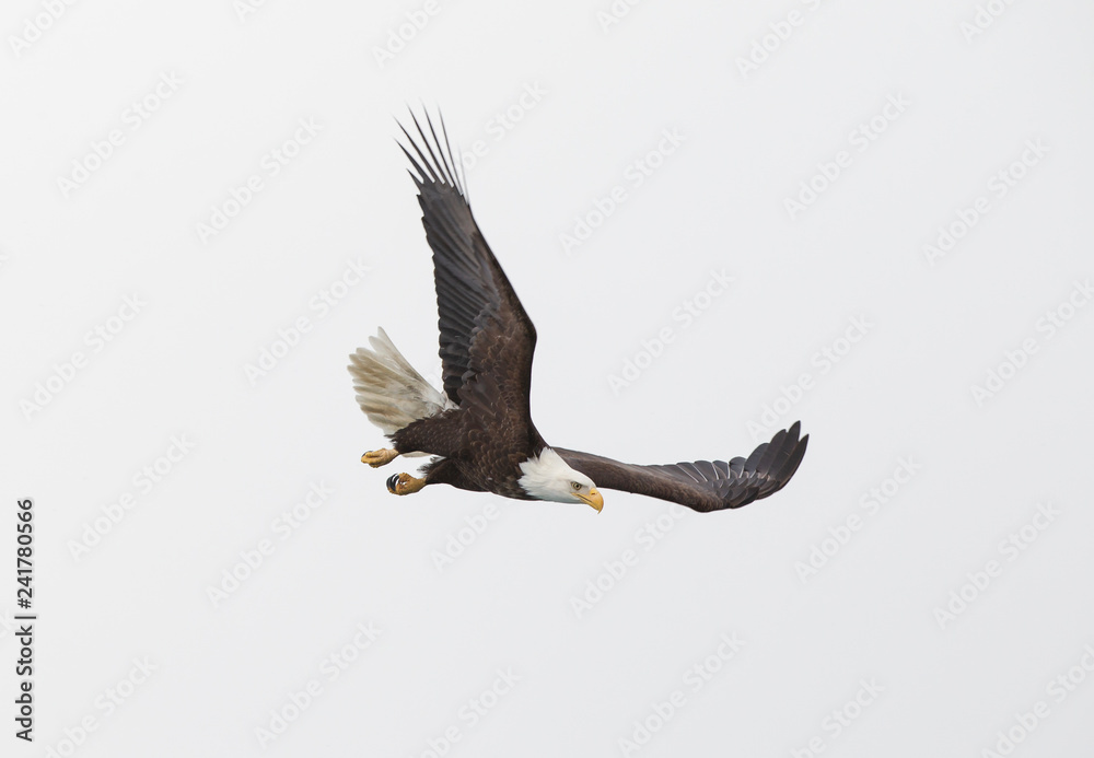 Fototapeta premium American Bald Eagle in Homer Alaska, USA