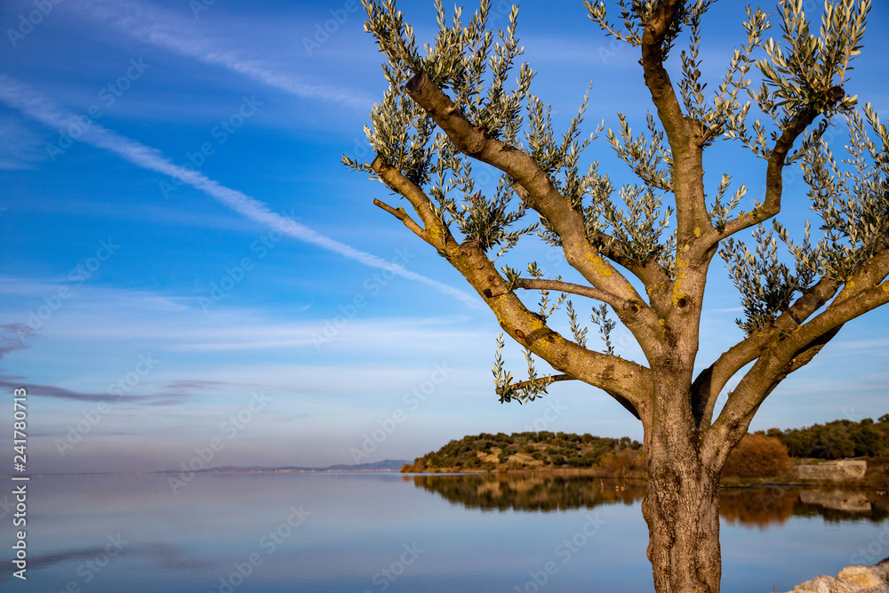 sunset on lagoon of Narta with an olive tree in the foreground, Vlore, Albania sunset on lagoon of Narta with an olive tree in the foreground, Vlore, Albania