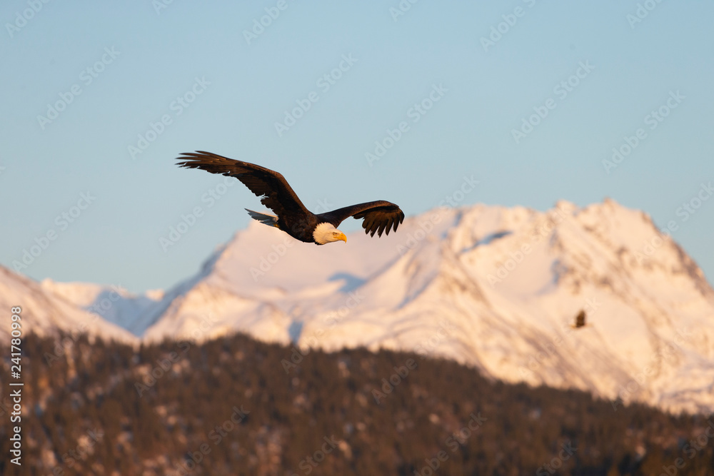 American Bald Eagle in Homer Alaska, USA American Bald Eagle in Homer Alaska, USA