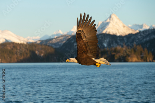 American Bald Eagle in Homer Alaska, USA