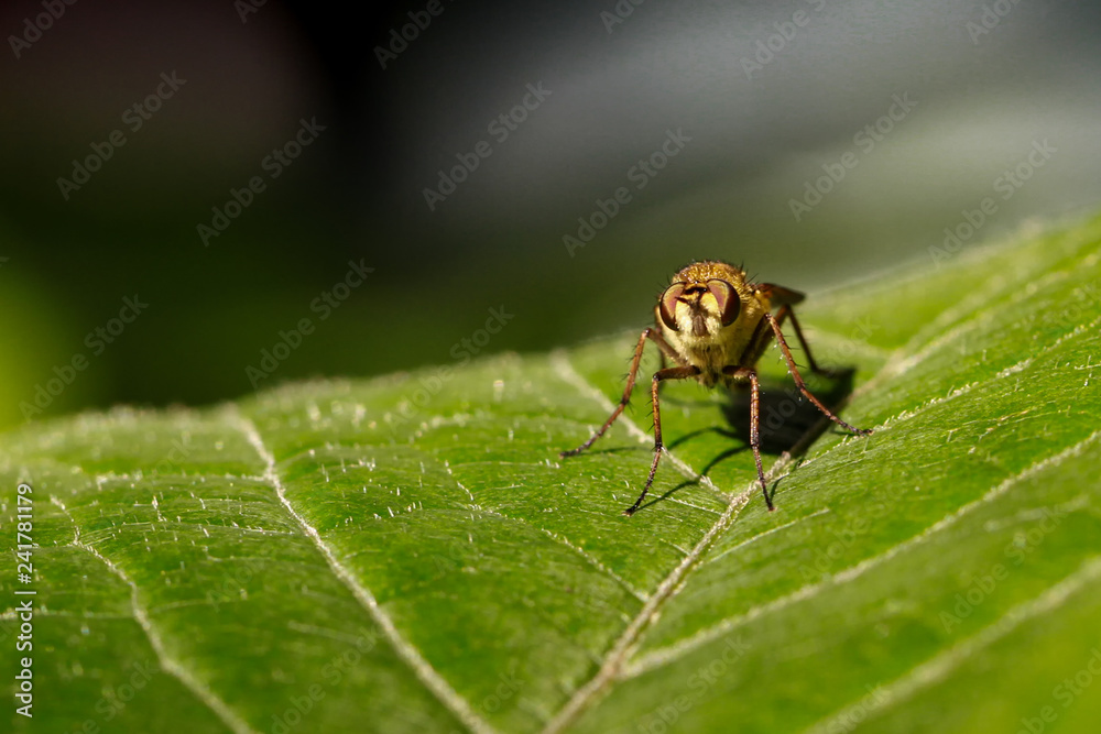 Flys and Hoverflys Flys and Hoverflys
