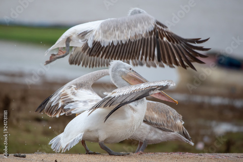 Ak pelikan » Pelecanus onocrotalus » Great White Pelican 