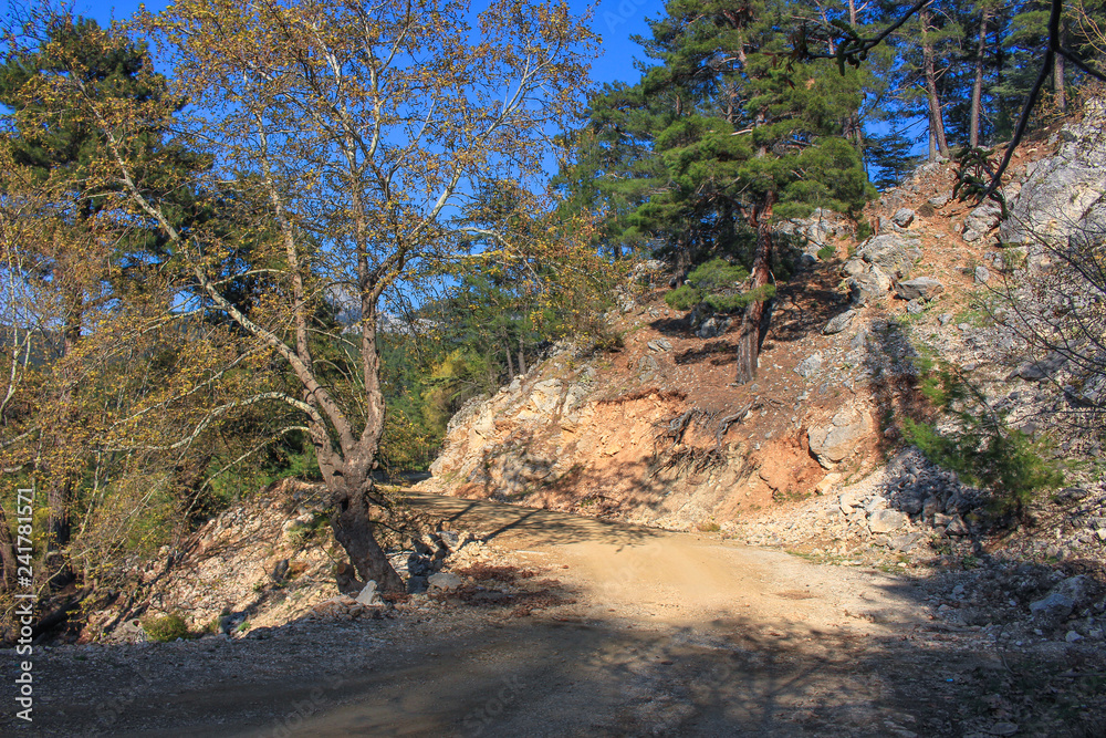 the road in the coniferous forest on the Lycian way the road in the coniferous forest on the Lycian way