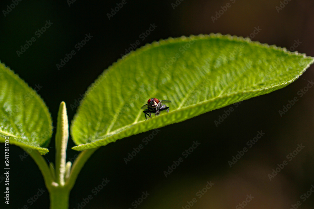 Flys and Hoverflys Flys and Hoverflys