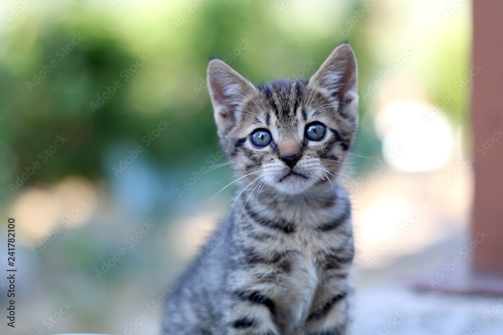Tiny brown tabby kitten sitting and playing in the garden. Selective focus. Tiny brown tabby kitten sitting and playing in the garden. Selective focus.