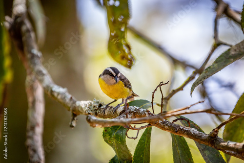 Bananaquits (Coereba Flaveola) bird standing on a tree in Brazil's countryside photo