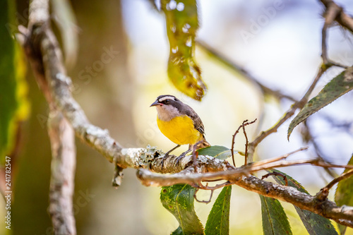 Bananaquits (Coereba Flaveola) bird standing on a tree in Brazil's countryside photo