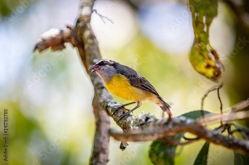 Bananaquits (Coereba Flaveola) bird standing on a tree in Brazil's countryside photo
