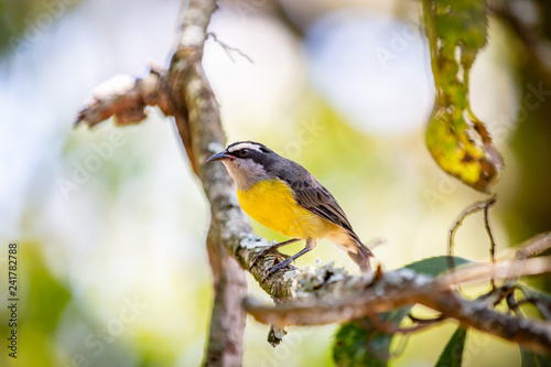 Bananaquits (Coereba Flaveola) bird standing on a tree in Brazil's countryside photo
