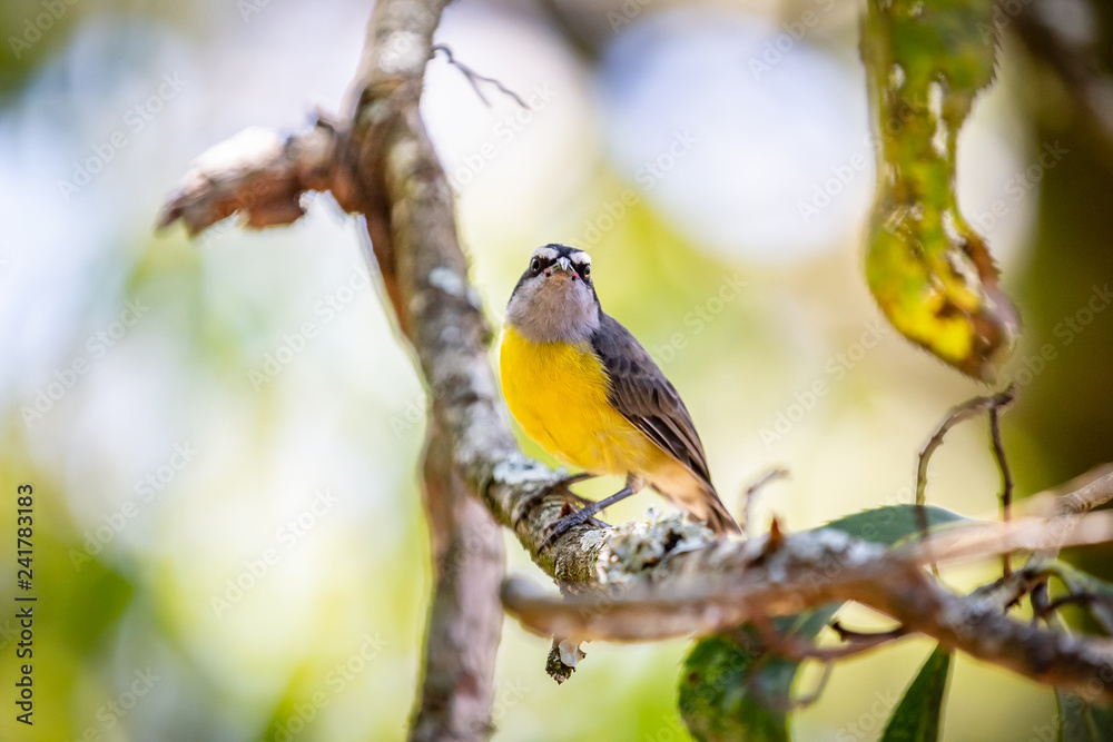Bananaquits (Coereba Flaveola) bird standing on a tree in Brazil's countryside Bananaquits (Coereba Flaveola) bird standing on a tree in Brazil's countryside