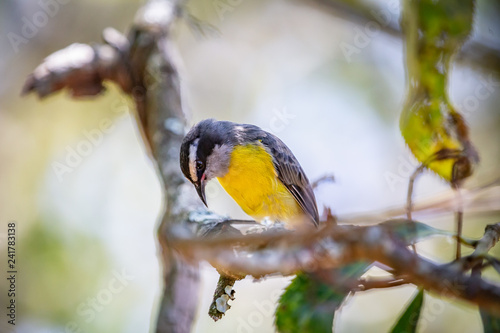 Bananaquits (Coereba Flaveola) bird standing on a tree in Brazil's countryside photo