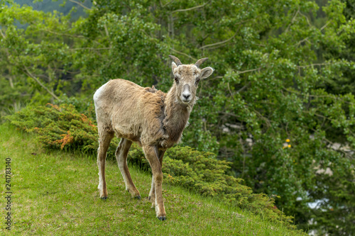 Spring Mountain Sheep - A young female Rocky Mountain Bighorn Sheep walking and grazing on a green meadow at edge of a mountain forest  on a cloudy Spring morning  Banff National Park  Alberta  Canada