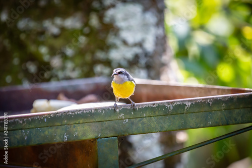 Bananaquits (Coereba Flaveola) bird eating banana in Brazil's countryside photo