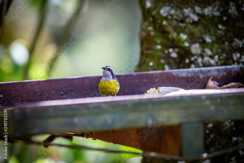 Bananaquits (Coereba Flaveola) AKA Cambacica bird eating banana in Brazil's countryside photo