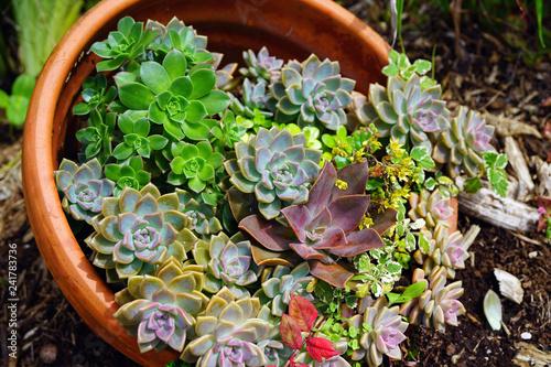 Fototapeta Naklejka Na Ścianę i Meble -  Floral arrangement of green rosettes of succulent plants in a garden pot