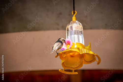 Bananaquits (Coereba Flaveola) AKA Cambacica feeding on a feeder in Brazil coutryside. photo