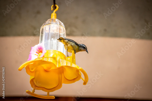 Bananaquits (Coereba Flaveola) AKA Cambacica feeding on a feeder in Brazil coutryside. photo