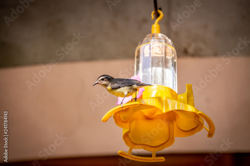 Bananaquits (Coereba Flaveola) AKA Cambacica feeding on a feeder in Brazil coutryside. photo